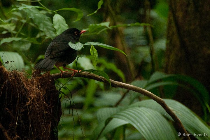 DSC_8772.jpg - Slaty-backed nightingale Thrush