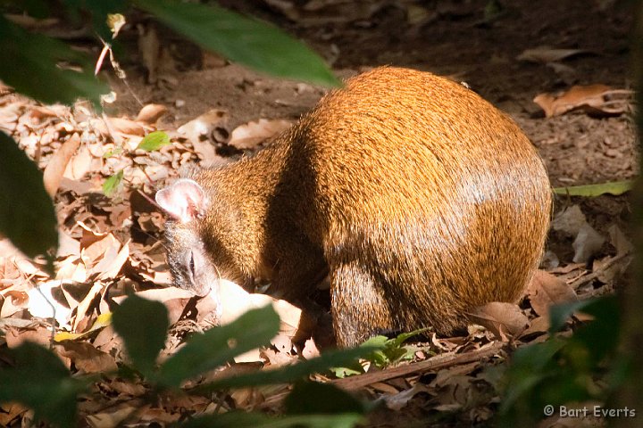 DSC_8776.jpg - Agouti