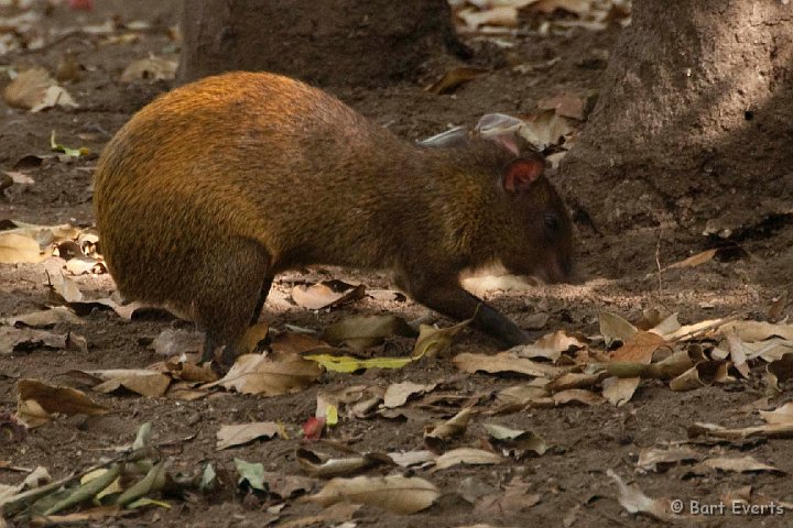 DSC_8780.jpg - Agouti