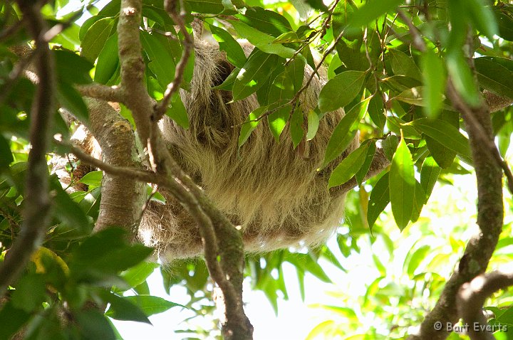 DSC_8784.jpg - Two-toed sloth