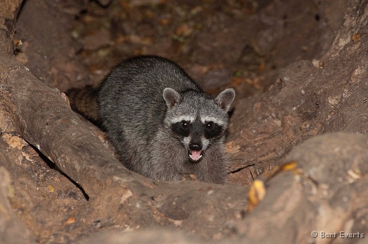 DSC_8806.jpg - Raccoon