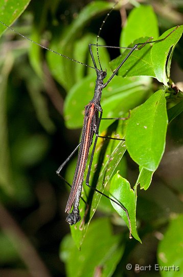 DSC_8810.jpg - walking stick