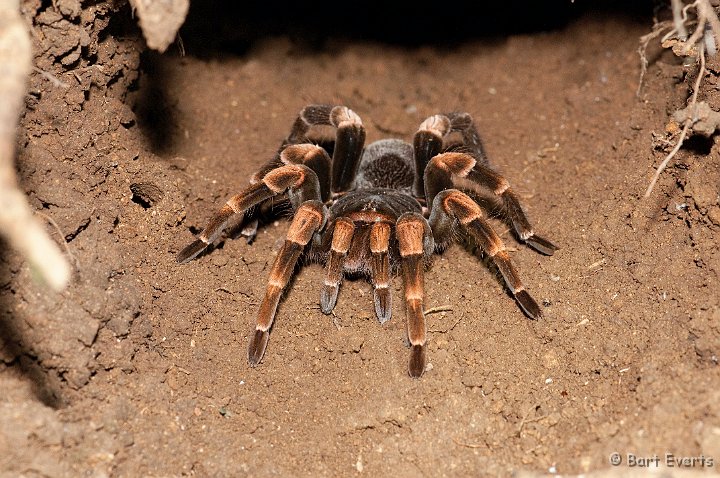 DSC_8812.jpg - Big tarantula