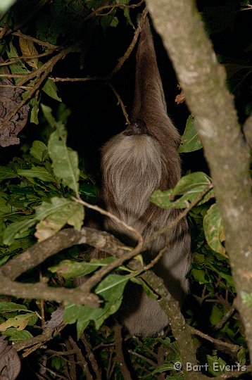 DSC_8813.jpg - two-toed Sloth