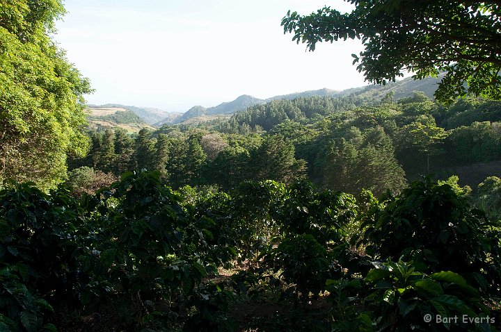 DSC_8794.jpg - Guided tour on a coffee plantation