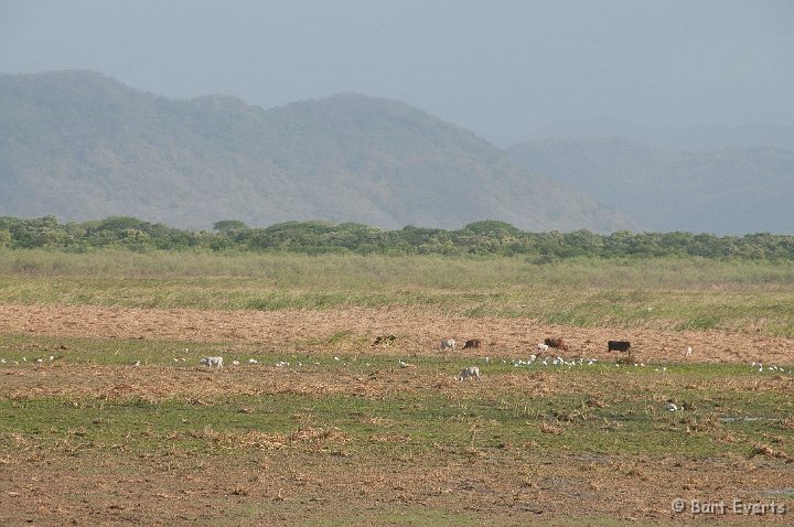 DSC_8391.jpg - the plains of Tempisque river