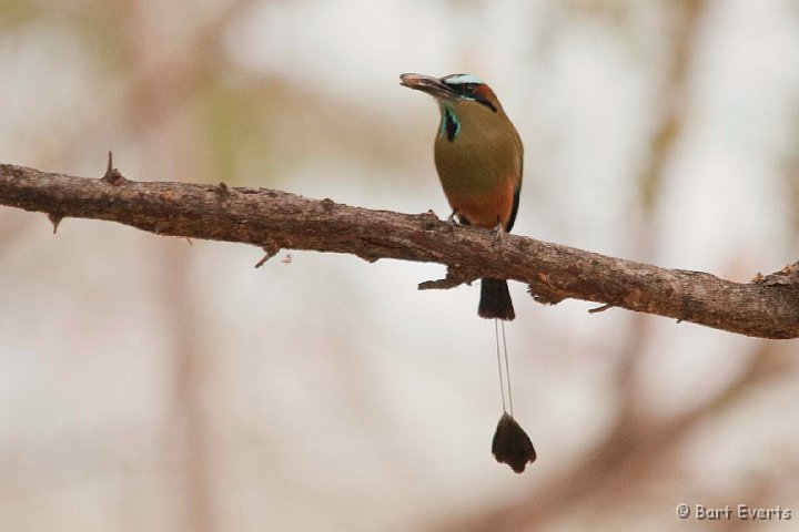 DSC_8424.jpg - the beautiful Turquoise-browed Motmot