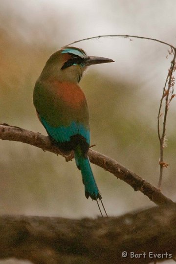 DSC_8447.jpg - the beautiful Turquoise-browed Motmot