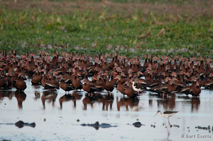 DSC_8454.jpg - black-bellied whistling ducks