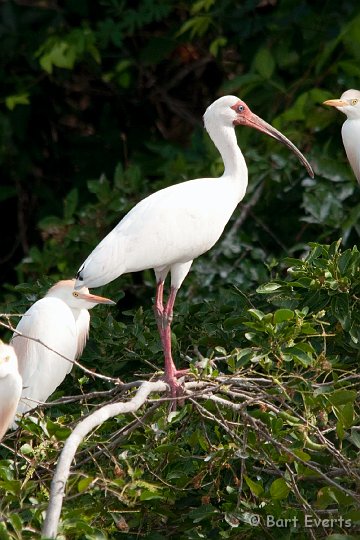 DSC_8465.jpg - White Ibis