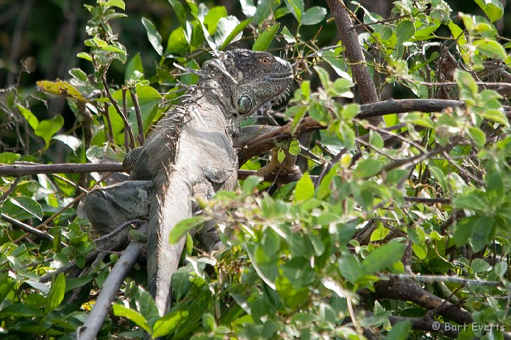 DSC_8466.jpg - Green Iguana