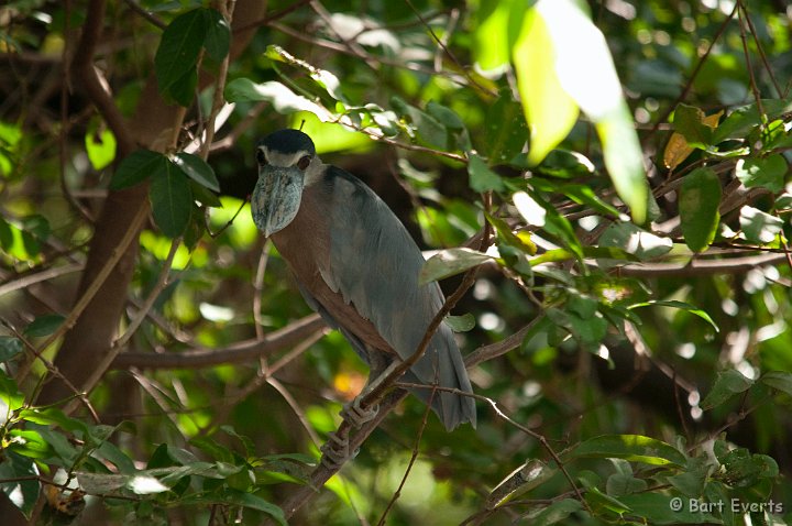 DSC_8472.jpg - Boat-billed Heron