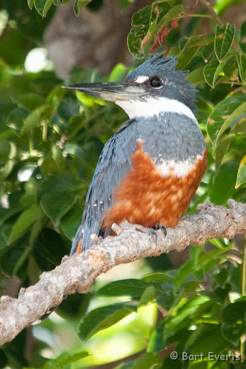 DSC_8476.jpg - Ringed Kingfisher