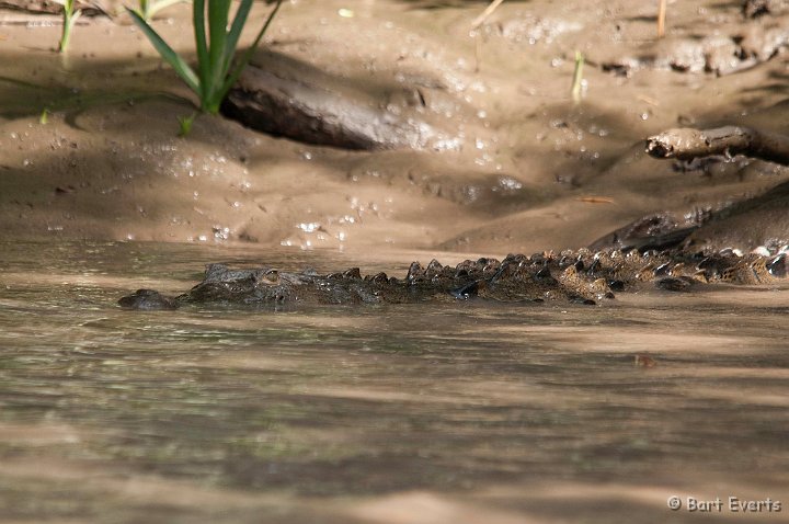 DSC_8483.jpg - American crocodile