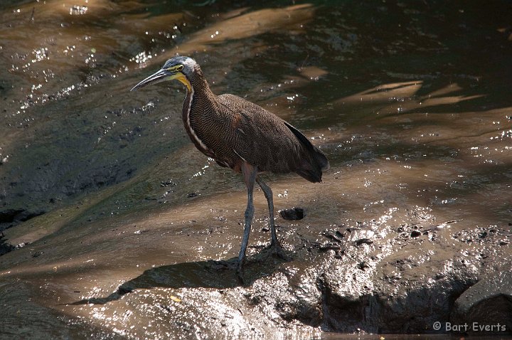 DSC_8488.jpg - Bare-throated Tiger Heron