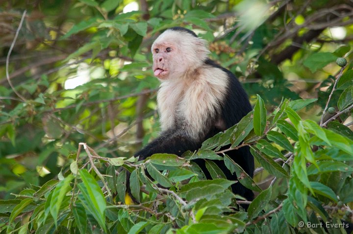 DSC_8498.jpg - White-throated Capuchin Monkey