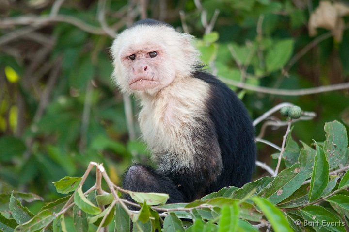 DSC_8502.jpg - White-throated Capuchin Monkey