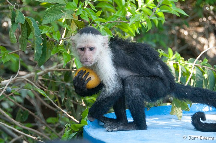 DSC_8514.jpg - eating Mango