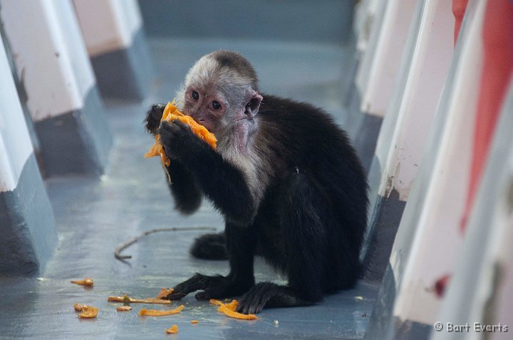 DSC_8519.jpg - eating Mango