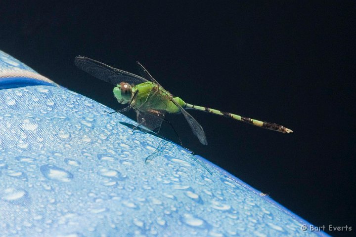 DSC_8524.jpg - Dragonfly