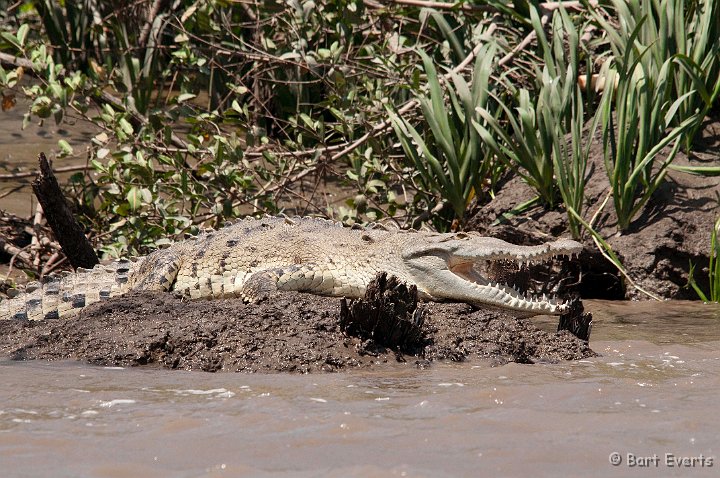 DSC_8527.jpg - American Crocodile