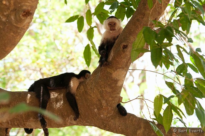 DSC_8532.jpg - Sleepy White-throated Capuchin Monkeys