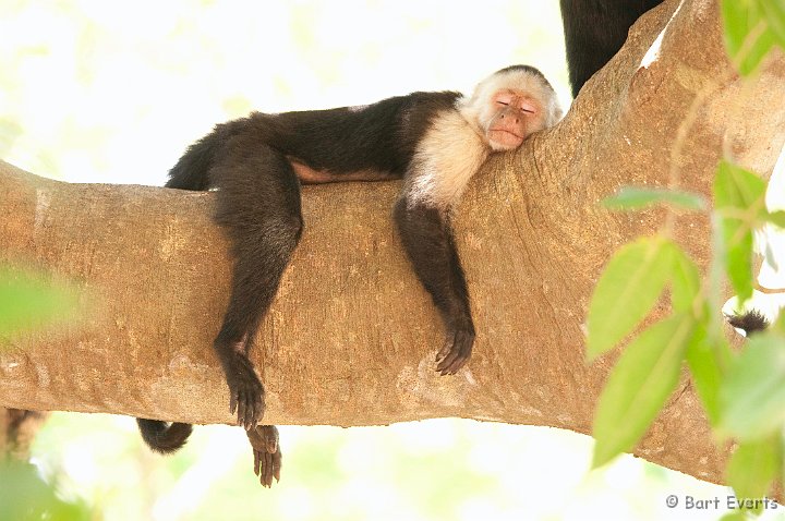 DSC_8535.jpg - sleepy White-throated Capuchin Monkey