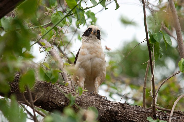 DSC_8543.jpg - Laughing Falcon