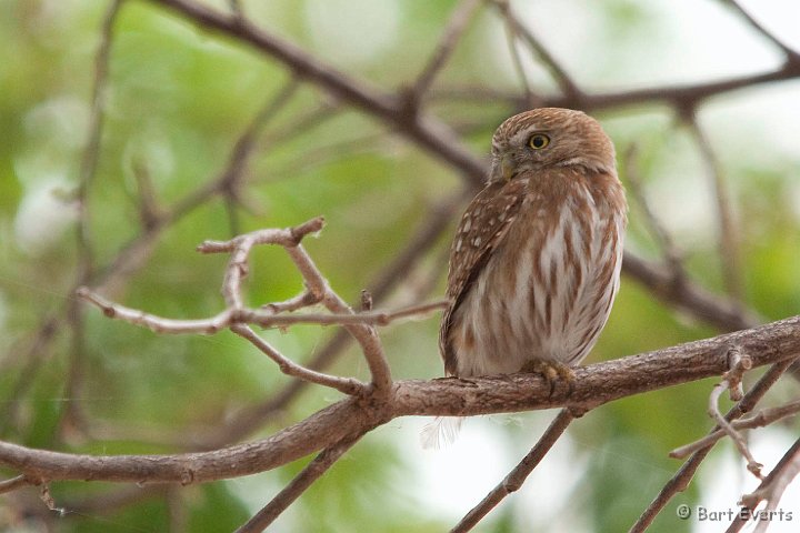 DSC_8551.jpg - Ferruginous Pygmy Owl