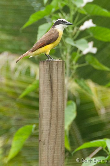 DSC_8114.jpg - Great Kiskadee