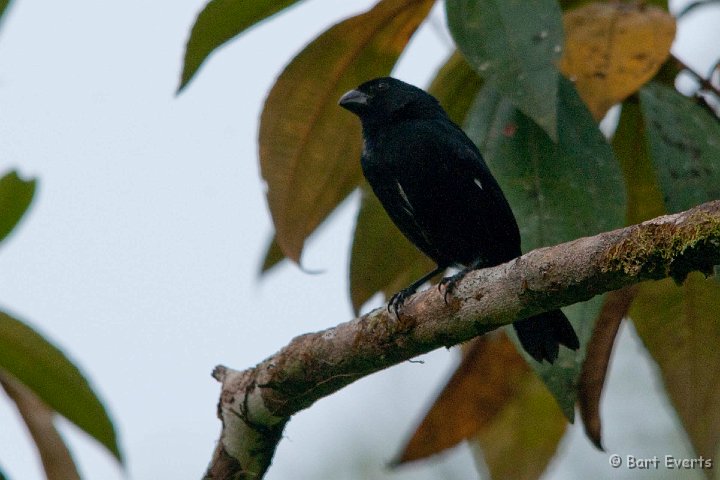 DSC_8123.jpg - Variable Seedeater