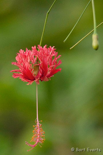 DSC_8139.jpg - Pretty flower