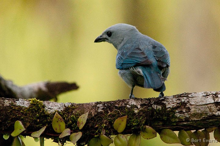 DSC_8142.jpg - Blue-and-grey Tanager