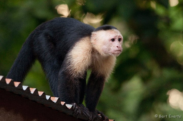DSC_8154.jpg - White-faced Capuchin Monkey