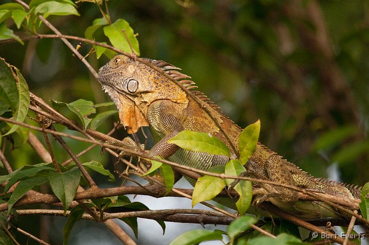 DSC_8160.jpg - Green Iguana