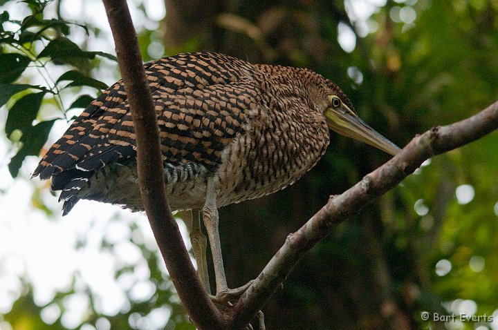 DSC_8162.jpg - Juvenile Barethroated Tigerheron