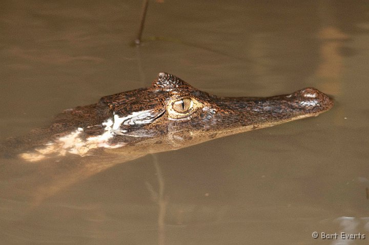 DSC_8167.jpg - Spectacled Caiman