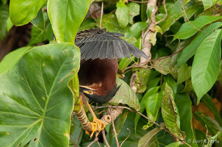 DSC_8175.jpg - Green Heron