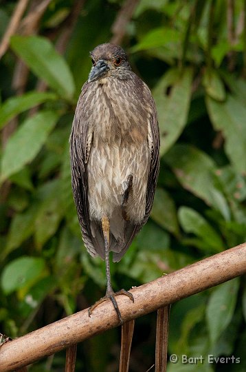 DSC_8180.jpg - Juvenile Yellow-crowned Night Heron