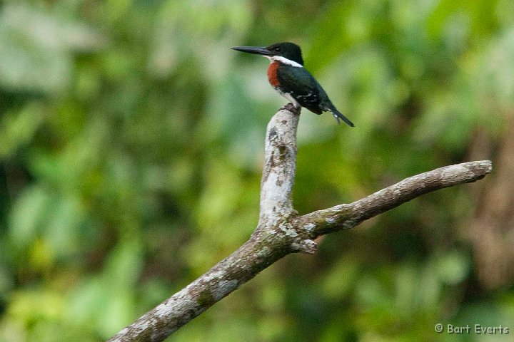 DSC_8182.jpg - Amazon Kingfisher