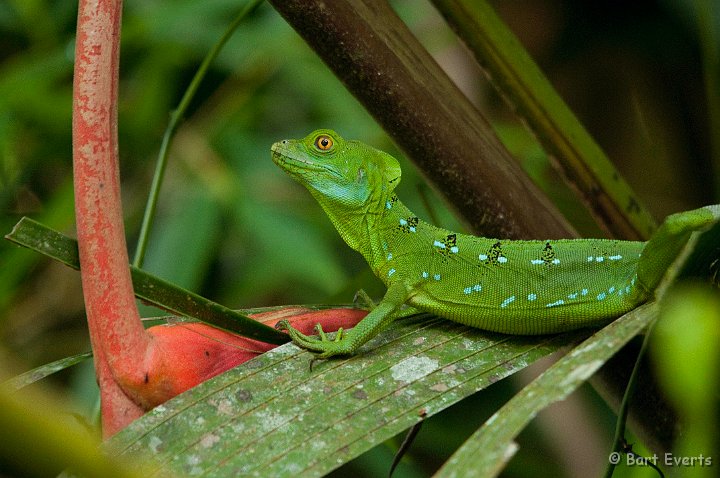 DSC_8198.jpg - Emerald Basilisk female