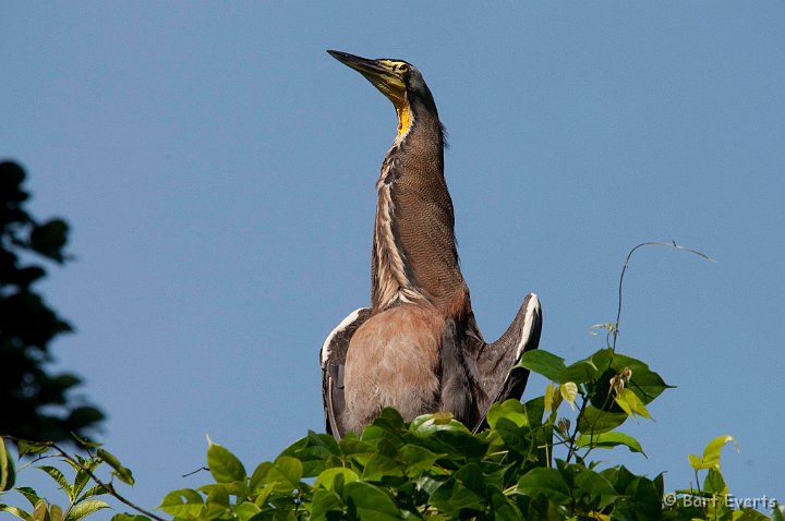 DSC_8201.jpg - Bare-throated Tigerheron