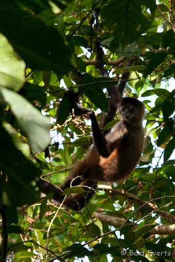 DSC_8212.jpg - Black-handed Spidermonkey