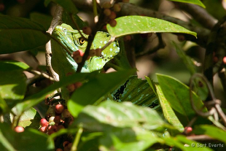 DSC_8231.jpg - Male Emerald Basilisk