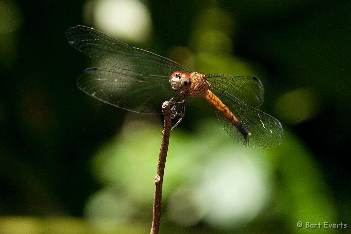 DSC_8237.jpg - Dragonfly