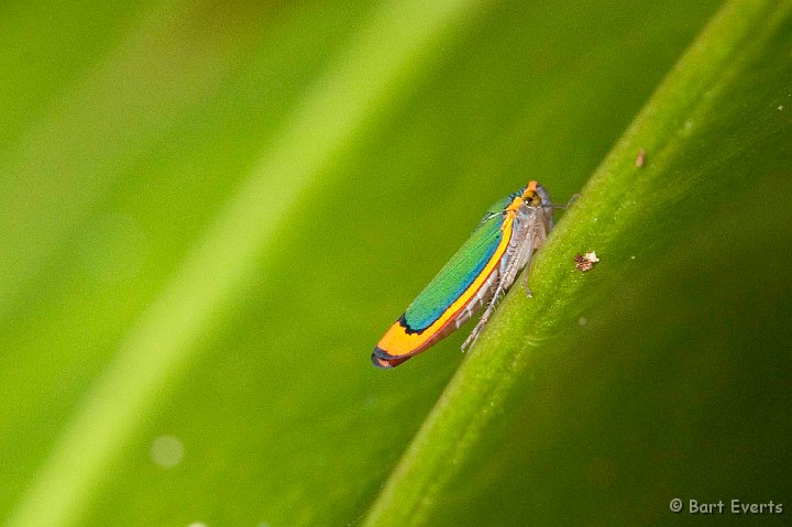 DSC_8239.jpg - Cicada