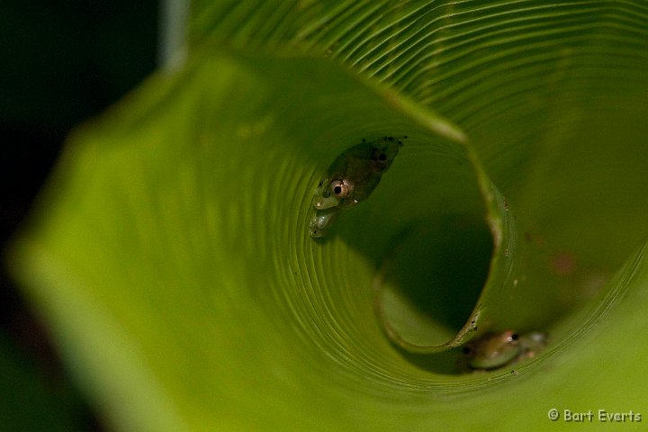 DSC_8244.jpg - Glass frogs