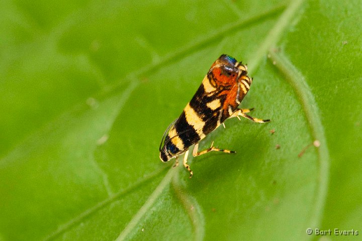 DSC_8253.jpg - pretty moth