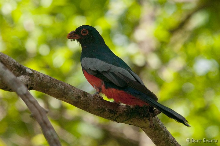 DSC_8259.jpg - Male Slaty-tailed Trogon