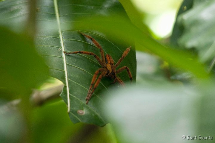 DSC_8261.jpg - Big Spider